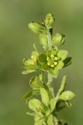 Veratrum album